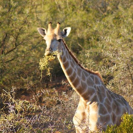 Zwartberg View Mountain Lodge Oudtshoorn Eksteriør billede