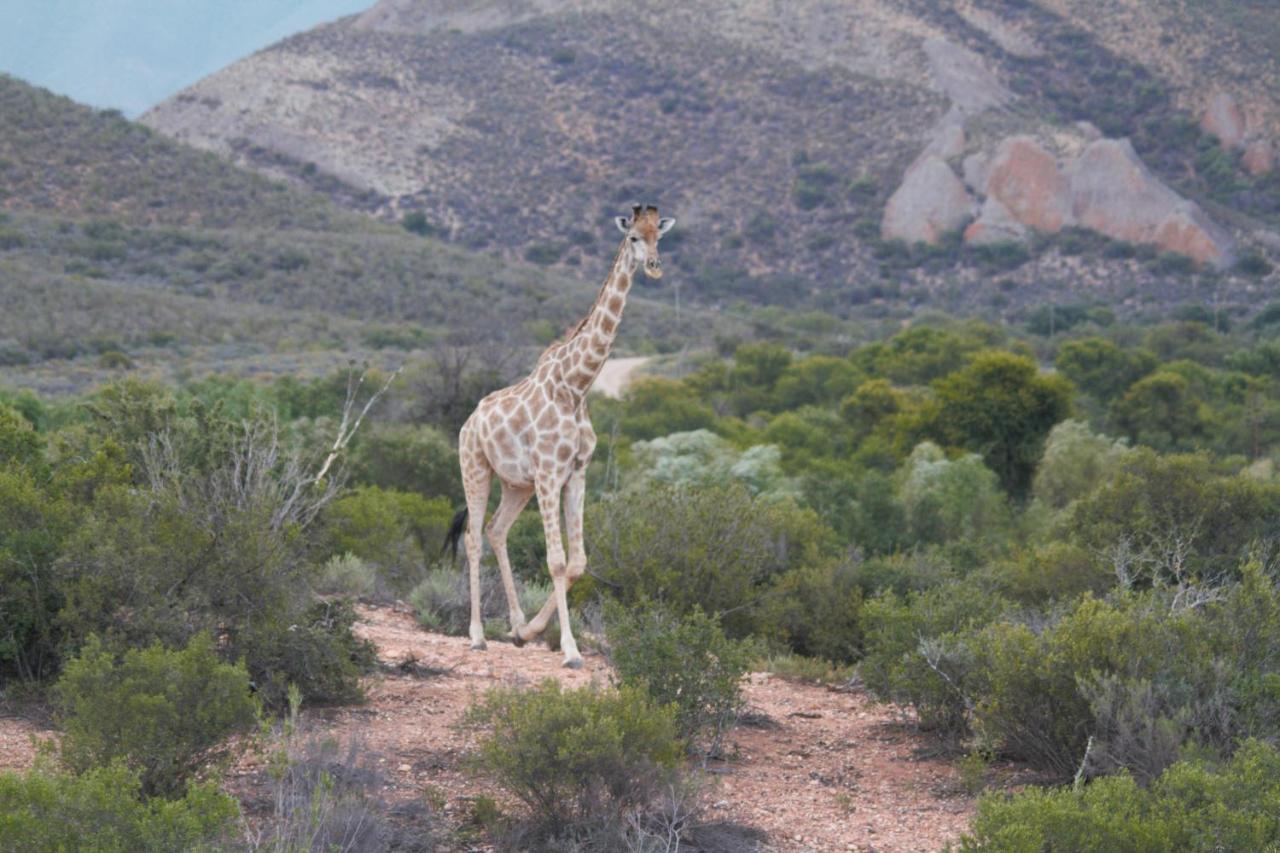 Zwartberg View Mountain Lodge Oudtshoorn Eksteriør billede
