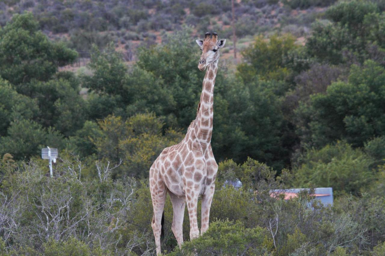 Zwartberg View Mountain Lodge Oudtshoorn Eksteriør billede