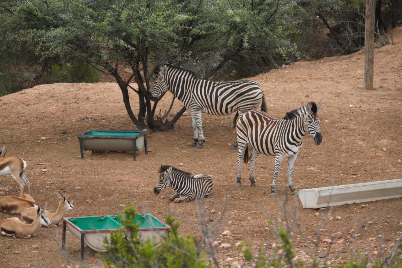 Zwartberg View Mountain Lodge Oudtshoorn Eksteriør billede