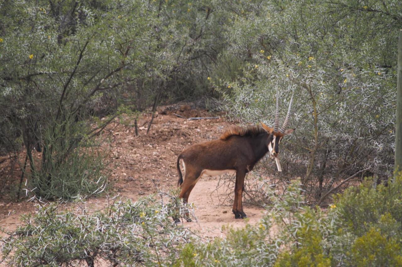 Zwartberg View Mountain Lodge Oudtshoorn Eksteriør billede