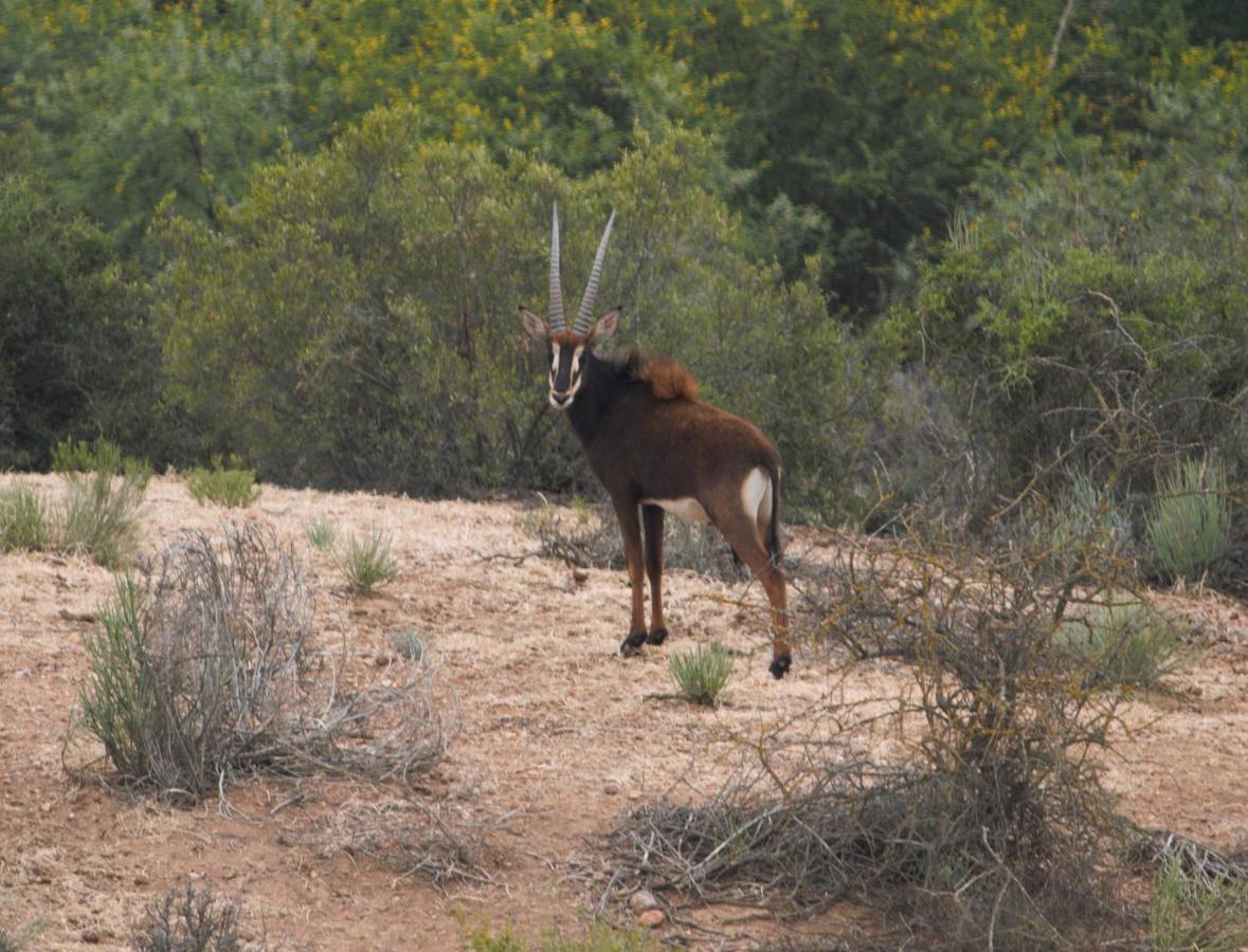 Zwartberg View Mountain Lodge Oudtshoorn Eksteriør billede