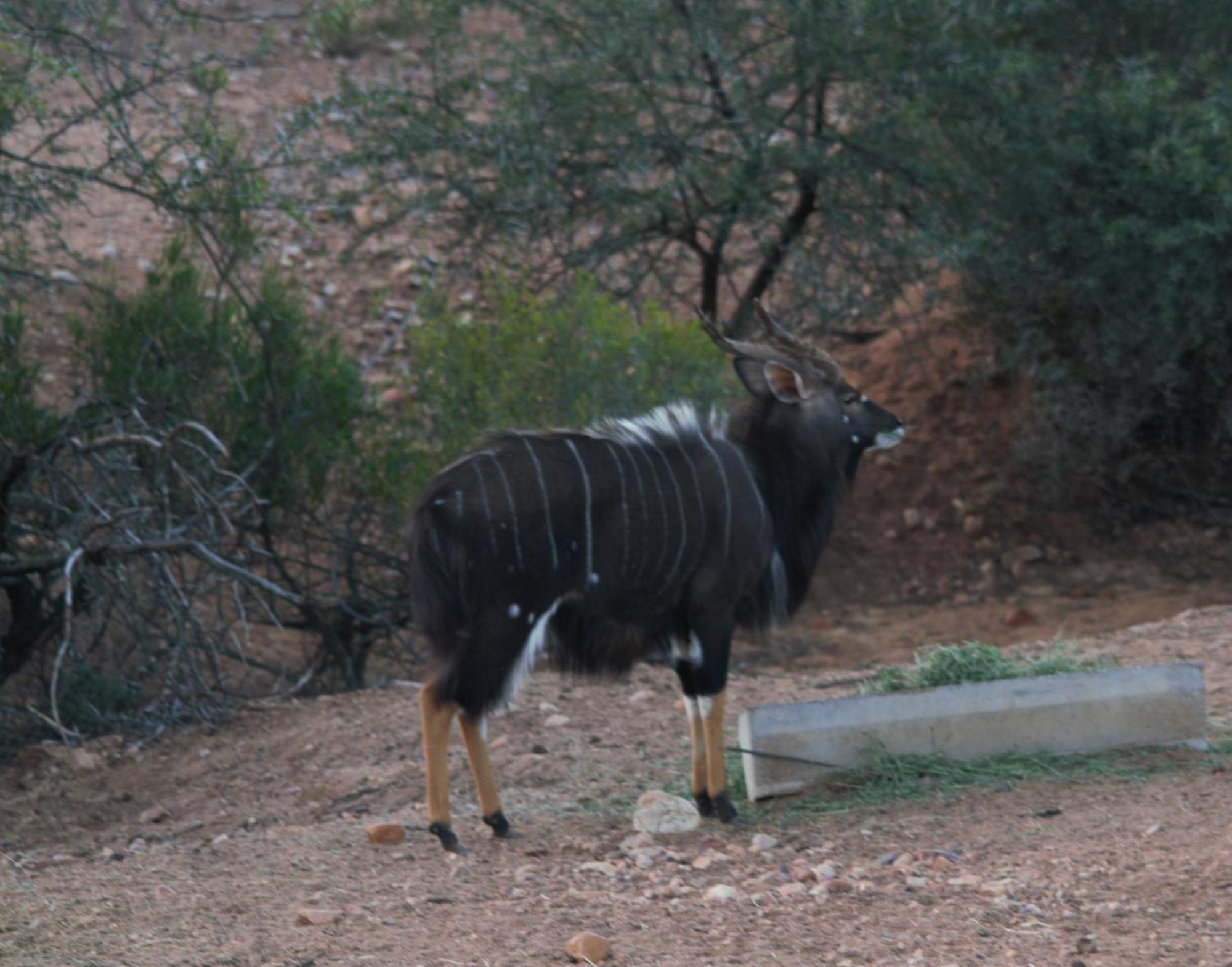 Zwartberg View Mountain Lodge Oudtshoorn Eksteriør billede