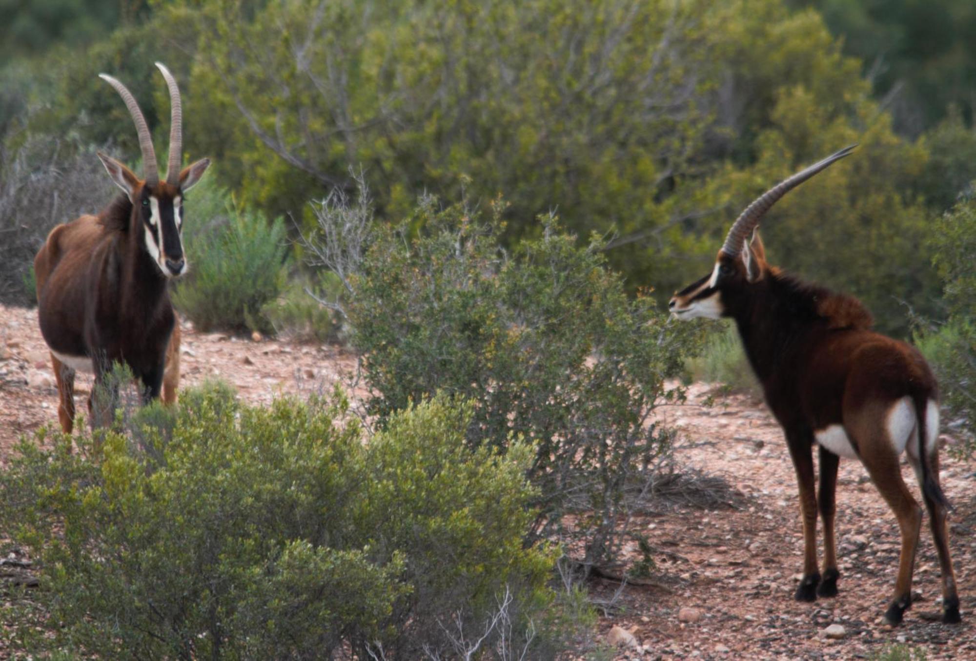 Zwartberg View Mountain Lodge Oudtshoorn Eksteriør billede