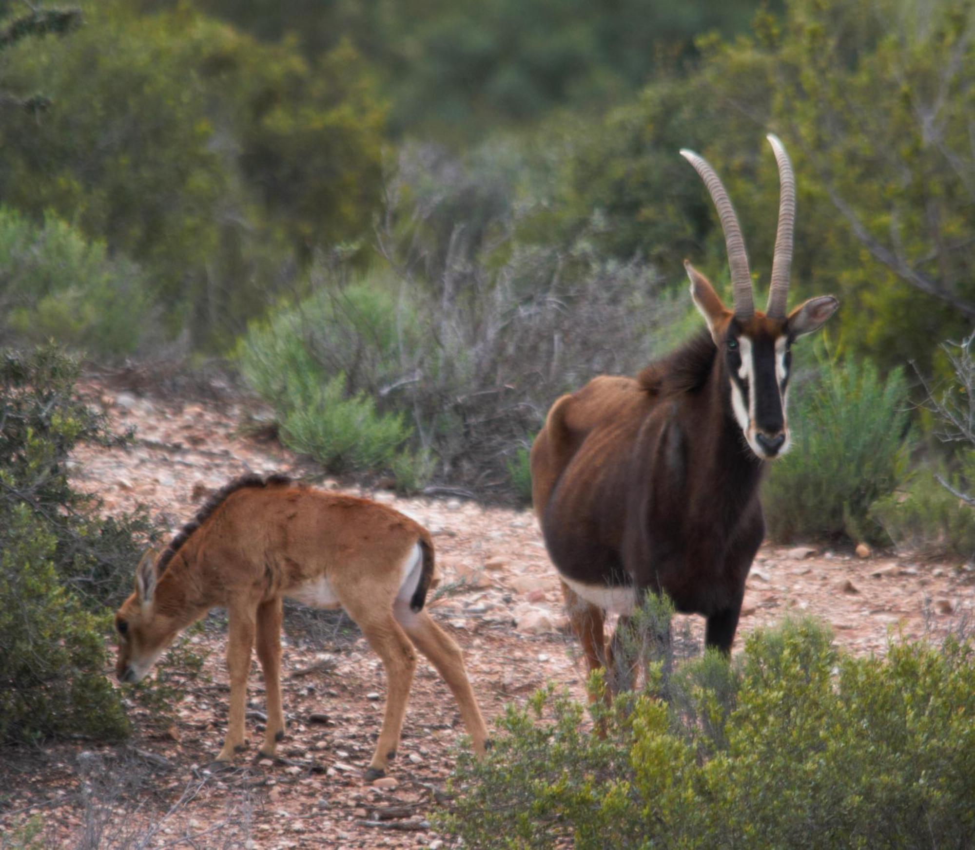 Zwartberg View Mountain Lodge Oudtshoorn Eksteriør billede