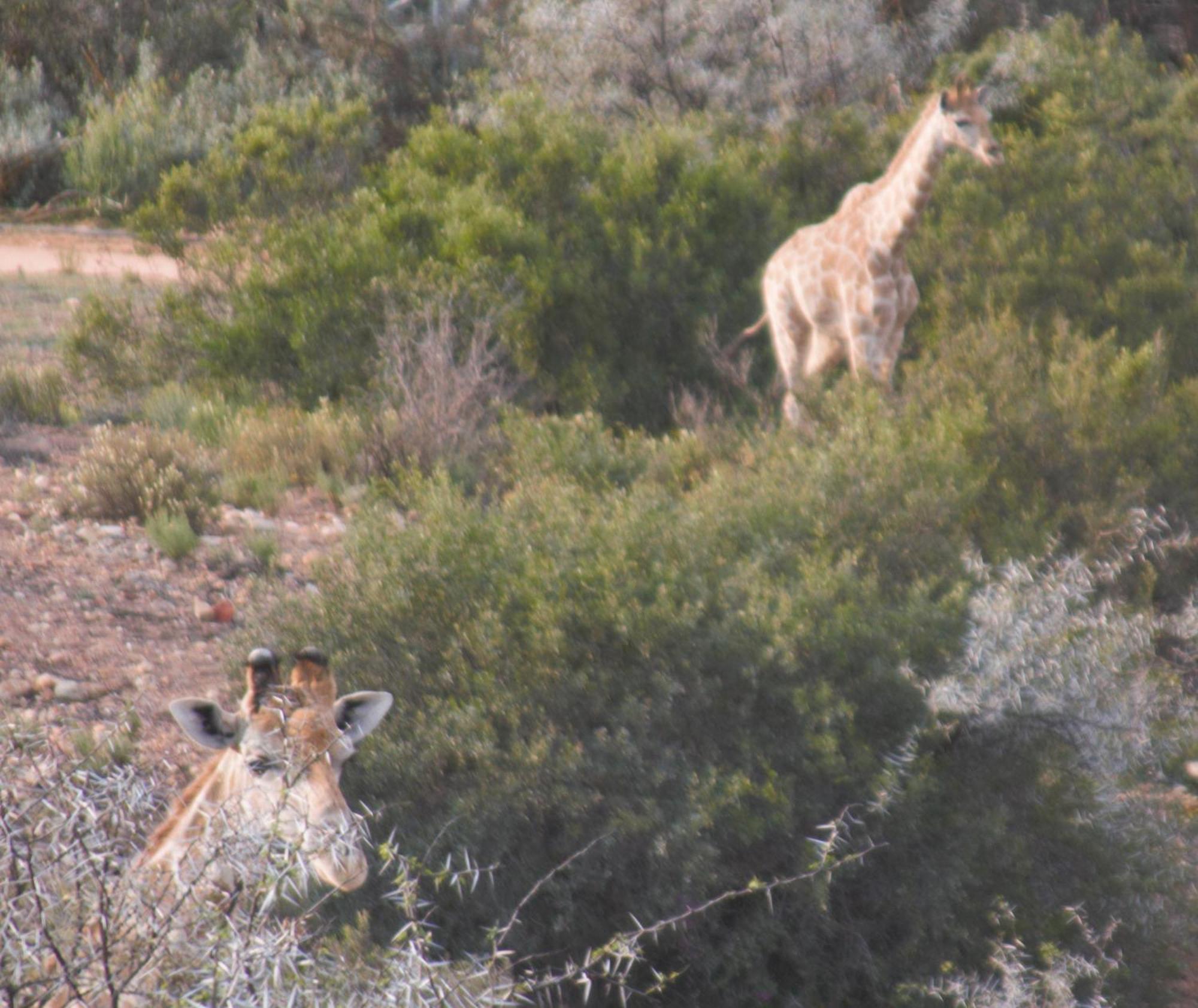 Zwartberg View Mountain Lodge Oudtshoorn Eksteriør billede