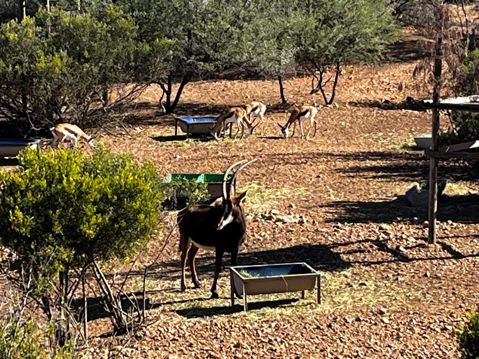 Zwartberg View Mountain Lodge Oudtshoorn Eksteriør billede